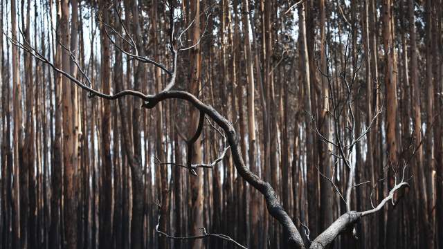 Лесные пожары в Австралии