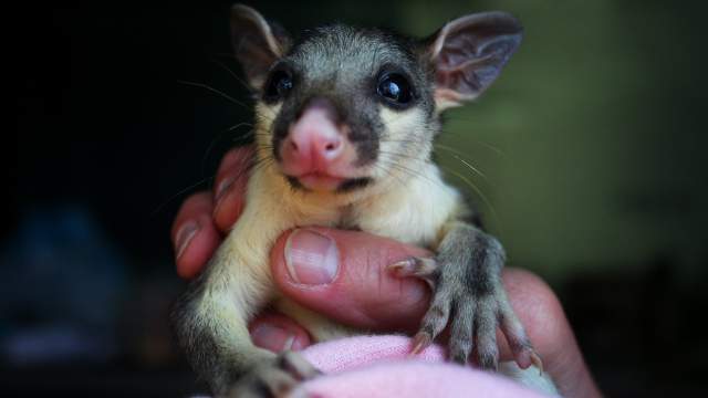 Лесные пожары в Австралии