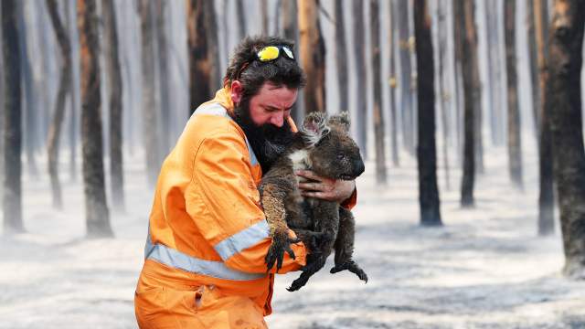 Лесные пожары в Австралии