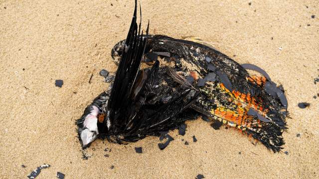 Лесные пожары в Австралии