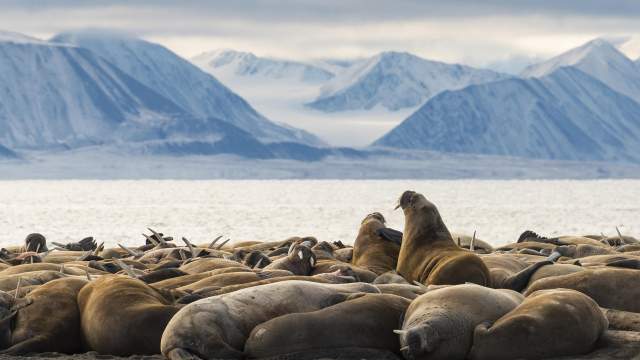 Колония моржей