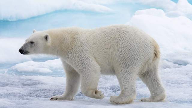 Белый медведь