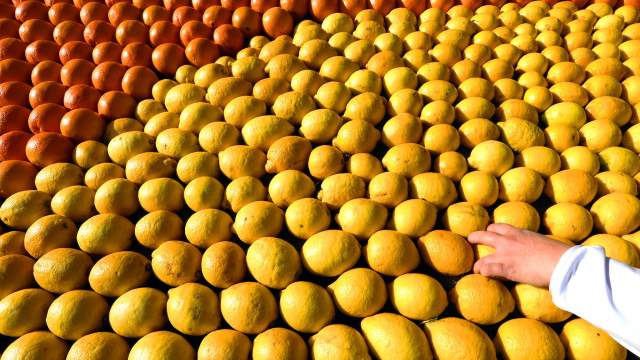 Фестиваль лимонов в Ментоне