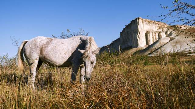 Лошадь пасется возле Белой скалы (Ак-Кая) в Белогорском районе Крыма