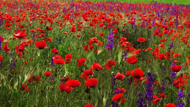 Маки в окрестностях села Новозбурьевка Симферопольского района Крыма