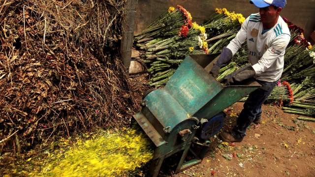 Уничтожение цветов на продажу