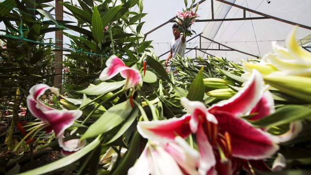 Уничтожение цветов на продажу