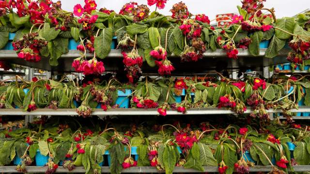 Уничтожение цветов на продажу