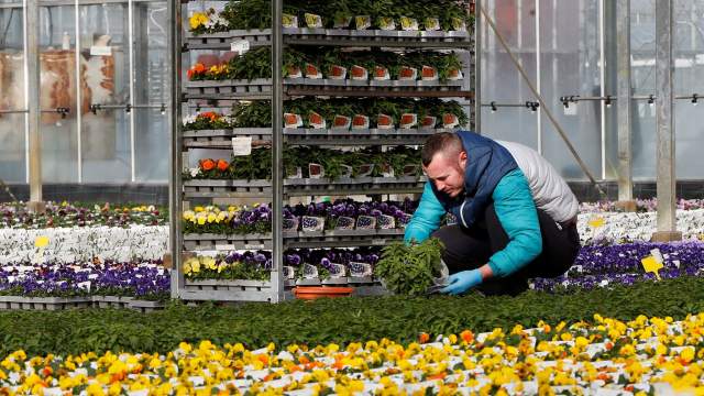 Уничтожение цветов на продажу