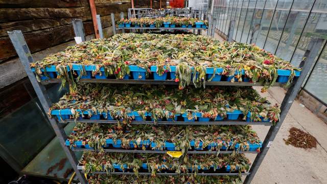 Уничтожение цветов на продажу