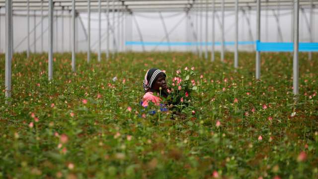 Уничтожение цветов на продажу