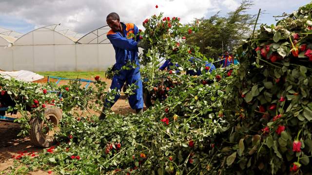 Уничтожение цветов на продажу