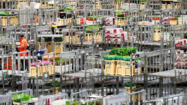 Уничтожение цветов на продажу