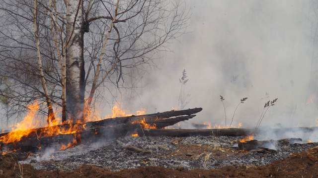 Лесные пожары в Забайкальском крае