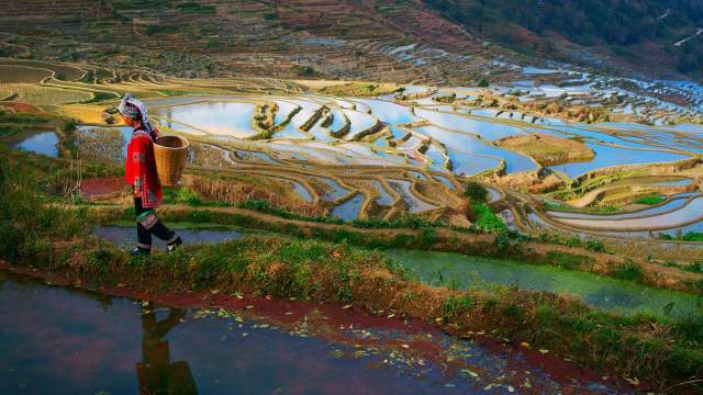 Рисовые террасы Китая