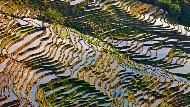 Рисовые террасы Китая