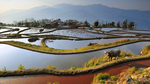 Рисовые террасы Китая