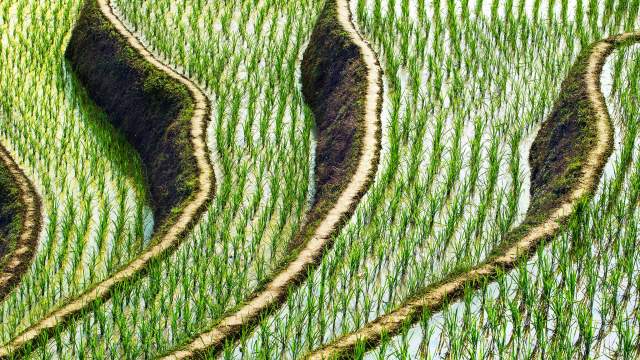 Рисовые террасы Китая