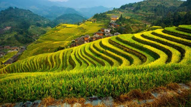 Рисовые террасы Китая