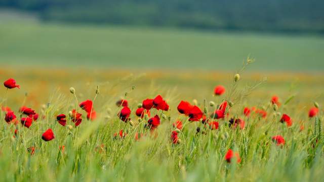 Цветение маков в окрестностях села Холмовка в Крыму