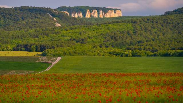 Цветение маков в окрестностях села Холмовка в Крыму