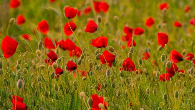 Цветение маков в окрестностях села Холмовка в Крыму