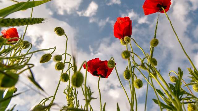 Цветение маков в окрестностях села Холмовка в Крыму