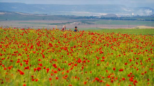 Цветение маков в окрестностях села Холмовка в Крыму