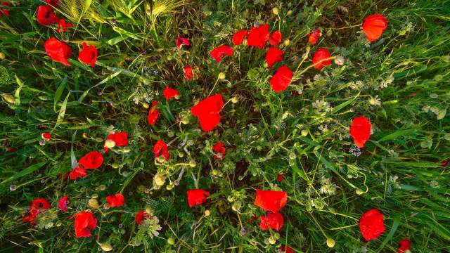 Цветение маков в окрестностях села Холмовка в Крыму