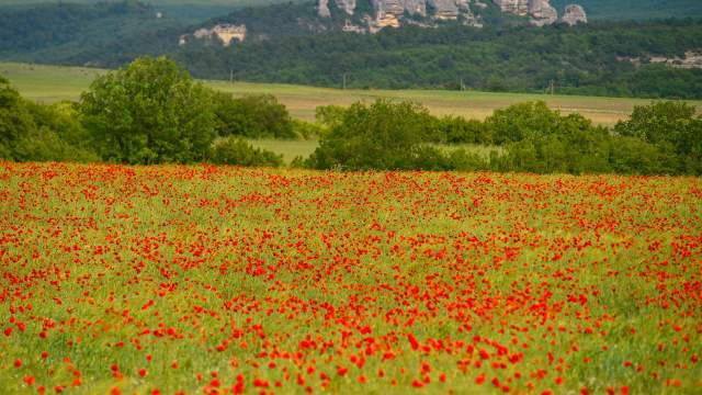 Цветение маков в окрестностях села Холмовка в Крыму