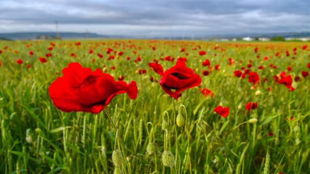 Цветение маков в окрестностях села Холмовка в Крыму