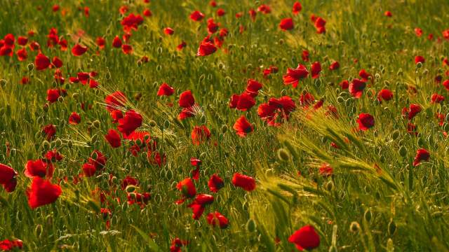 Цветение маков в окрестностях села Холмовка в Крыму