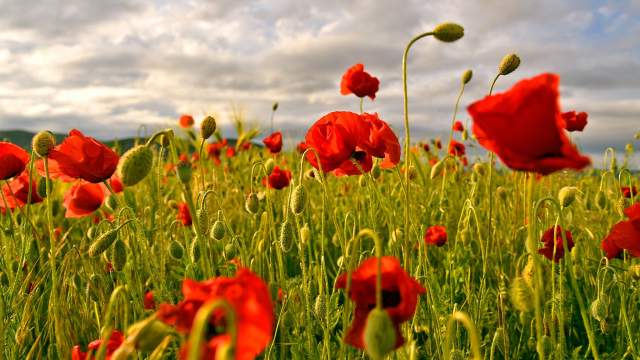 Цветение маков в окрестностях села Холмовка в Крыму