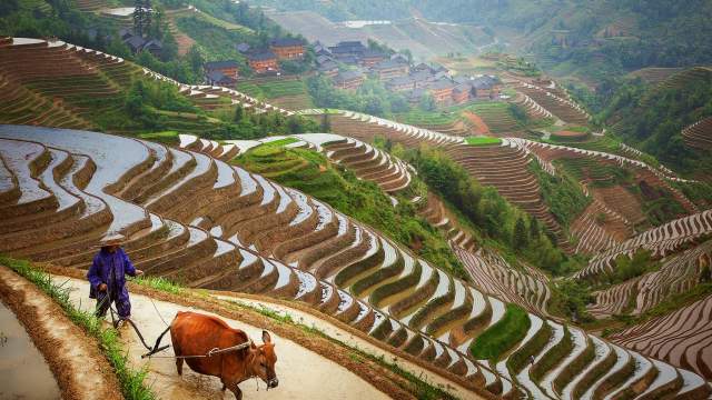 Рисовые террасы Китая