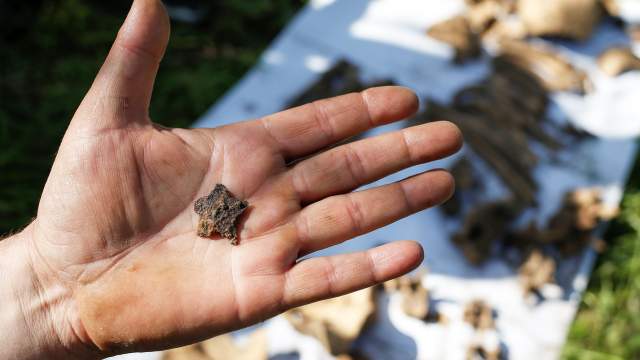 Работа поисковой группы на месте раскопок, где были найдены останки красноармейцев, погибших во Второй мировой войне