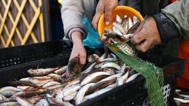 Ловля барабули в Сочи