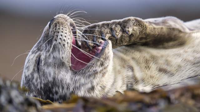 Островной тюлень