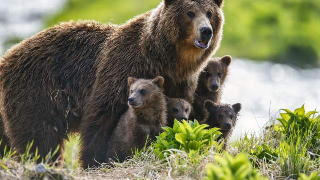 Медведица Самапятая и ее выводок