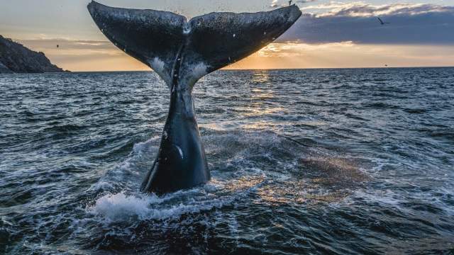 «Хвост гренландца»