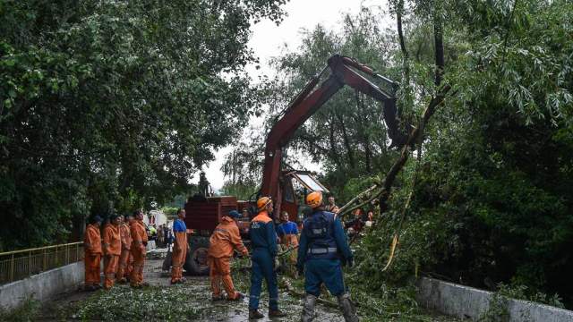 уборка упавших деревьев