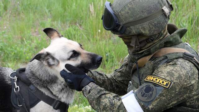 Кинолог ВС РФ с собакой во время работ по восстановлению гидротехнических сооружений Северо-Крымского канала в Херсонской области