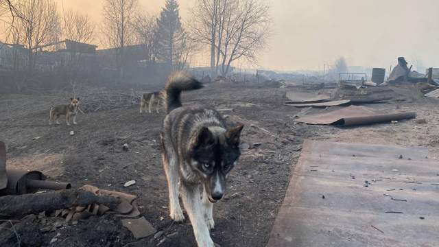 Последствия пожара в поселке Сосьва