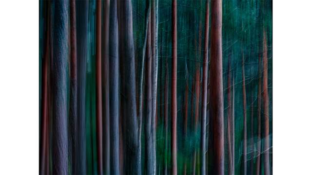 Мановцева. Лес