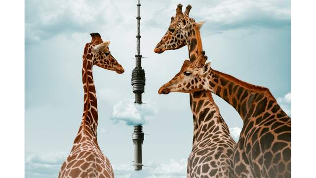 Филипп Буткин. Брачный сезон