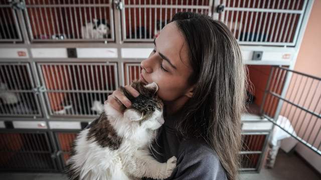 Кошка оказывается в приюте либо после отлова, либо ее приносят волонтеры. Служба отлова кошек работает по обращениям граждан. В нашем случае Благотворительный фонд помощи бездомным животным «Ника» принимает заявки на отлов от граждан по почте или по телефону. https://fond-nika.ru/ (пресс-секретарь Карина Кононова +79500358229)