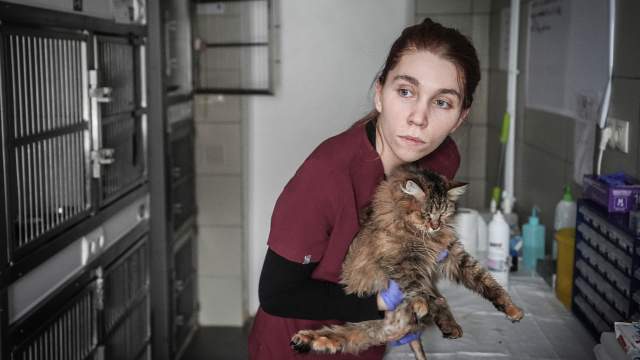 Если по соседству проживает человек с патологическим накопительством животных, соседи могут вызвать стерилизационную бригаду, и сотрудники фонда стерилизуют животное прямо на дому. Причем переговоры с таким серийным хозяином (а чаще — с хозяйкой) сотрудники фонда берут на себя