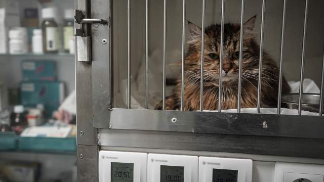 После первой медицинской помощи кошка помещается на карантин в изоляционном режиме в отдельном боксе. Помимо заживления ран, в этот период проходит адаптация кошки к человеку