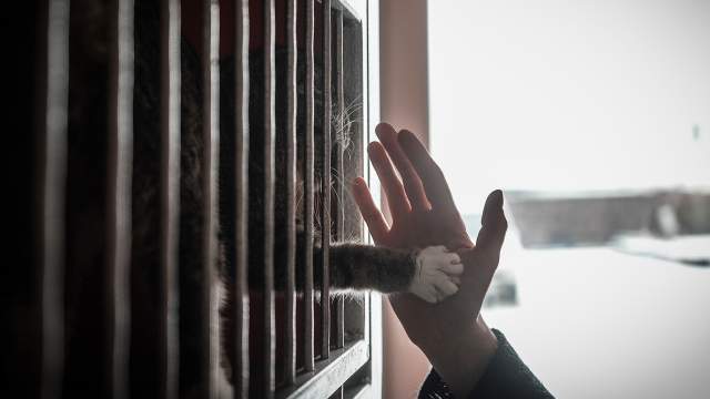 Но, к сожалению, этот период не всегда оказывается коротким — наиболее сложно привыкают взрослые особи, которые родились от диких родителей и поколениями приучены не доверять человеку