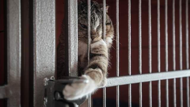 Части кошек не так везет: животные, страдающие вирусными заболеваниями, передающимися другим котам, содержатся в отдельном помещении в запертых боксах