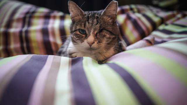 Обрести приемную семью может любая кошка из котокафе — шансы уехать в свой собственный дом есть у всех, даже у тех, кто лишился лапки, глаза или хвоста. Хотя нужно признать, что наибольшим спросом пользуются, конечно, котята. Чем старше кошка, тем дольше ищутся новые хозяева